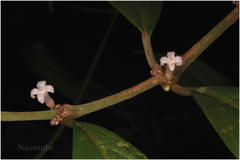 Lasianthus acuminatus